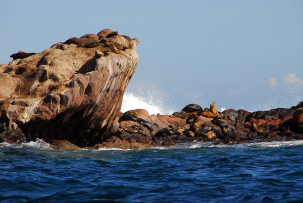 The sea lion colony at Los Islotes - Espíritu Santo