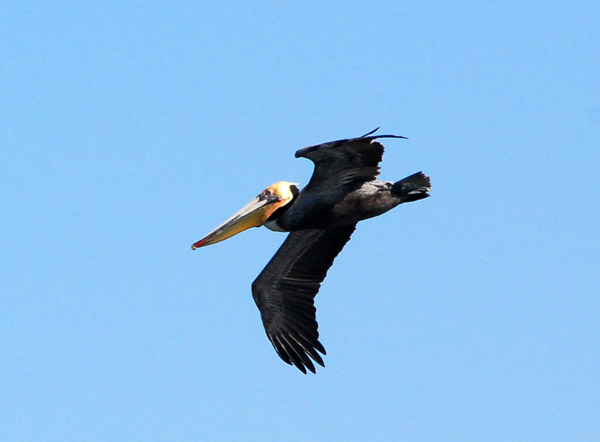 Brown Pelican in flight - Los Islotes, Espíritu Santo