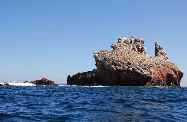 Los Islotes is a popular dive site for its sea lion colony