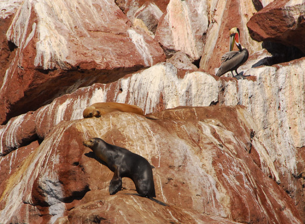 California sea lion (Zalophus californianus)
