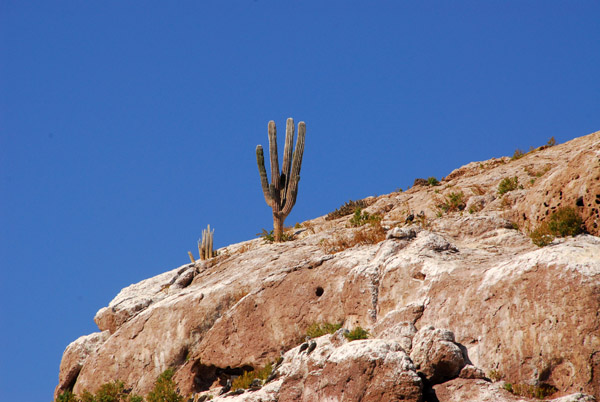 Large cactus growing out of what appears to be solid rock - Los Islotes