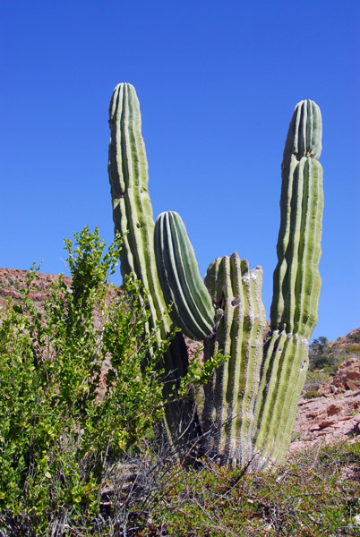 Cardon Cactus (Pachycereus pringlei) - Isla La Partida