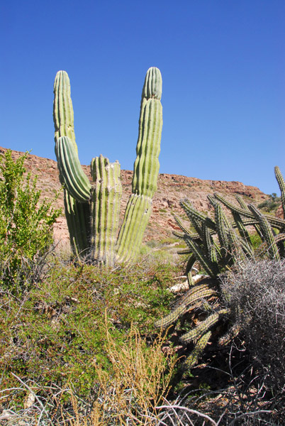 Cardon Cactus (Pachycereus pringlei) - Isla La Partida