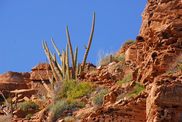 Cactus and red rock - Isla La Partida
