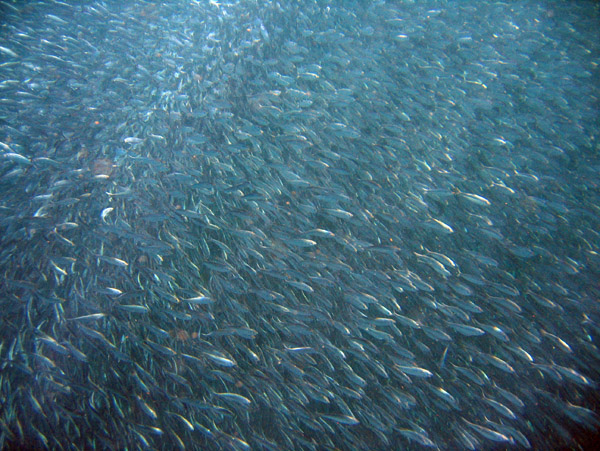 School of thousands of tiny sardines just below the sea lion colony at California Sea Lions - Los Islotes