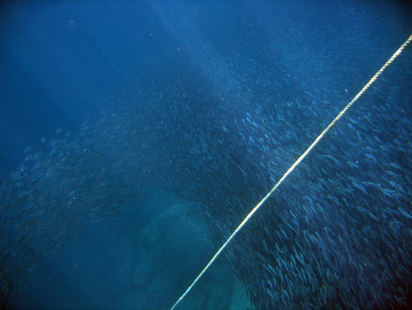 Giant school of sardines swims in an arc past our anchor rope