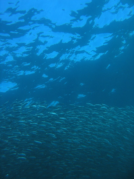 Vast school of fish beneath the shimmering surface of the Sea of Cortes