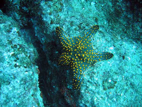 Sea Star crawling into a crevasse