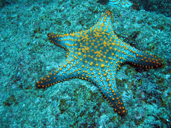 Pentaceraster sea star - Gulf of California