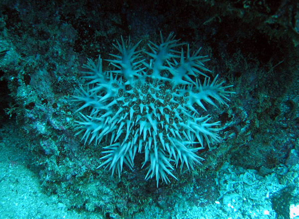 Crown of Thorns Starfish, Gulf of California