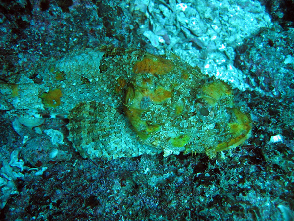 Well-camoflages stonefish blending into the rocky bottom at Las Islotes