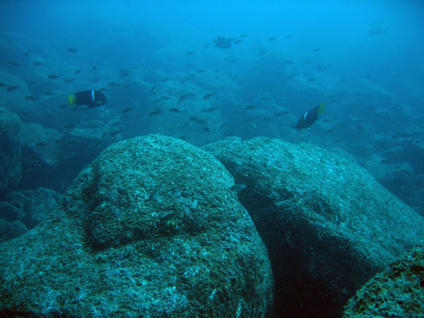 At the bottom - Las Islotes, Gulf of California (Sea of Cortes)