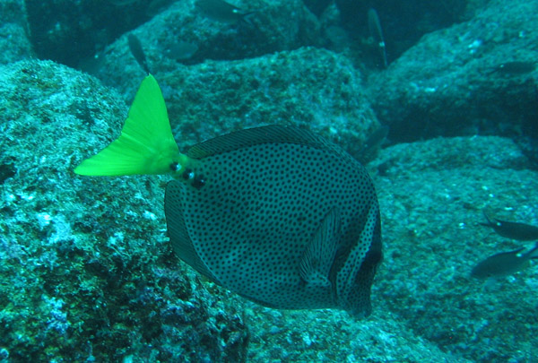 Yellowtail Surgeonfish (Prionurus punctatus) 