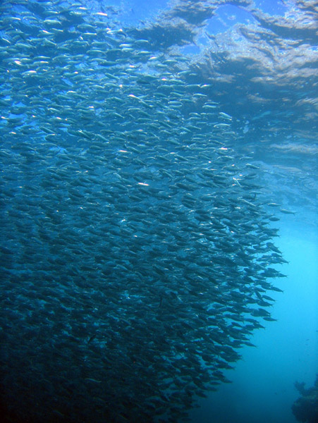 Vast school of fish - Las Islotes
