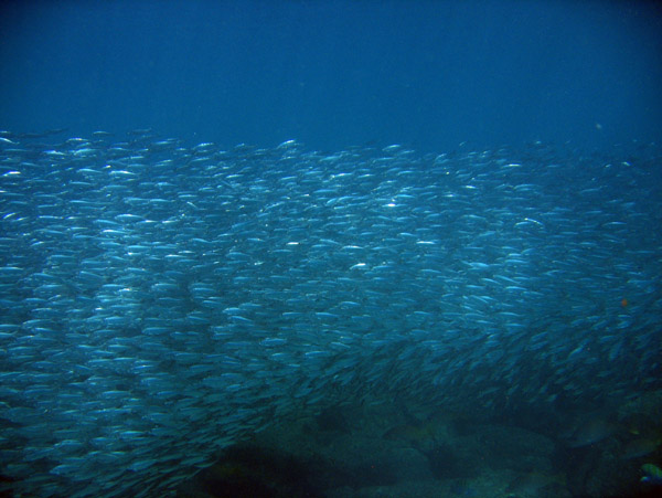 I'm going to call these sardines...