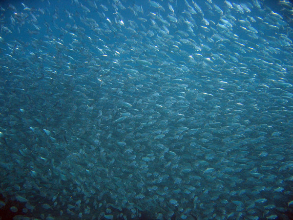Large schools of sardines feed the sea lion colony and larger fish and seabirds
