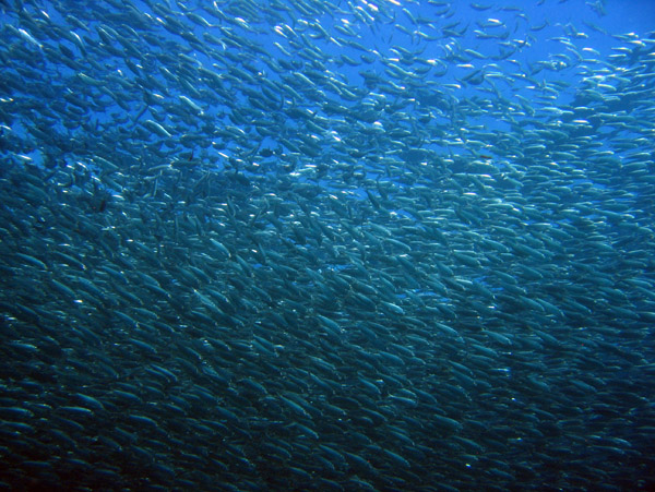 Giant school of sardines - Las Islotes