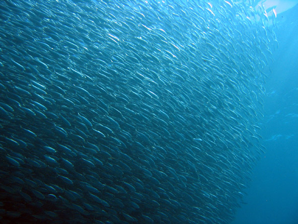 Giant school of sardines - Las Islotes