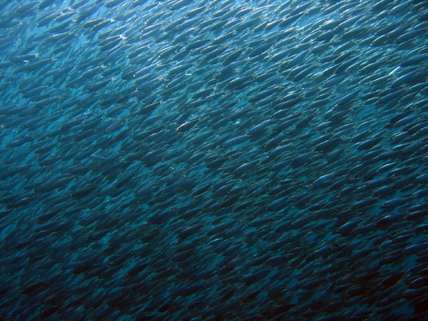 Giant school of sardines - Las Islotes