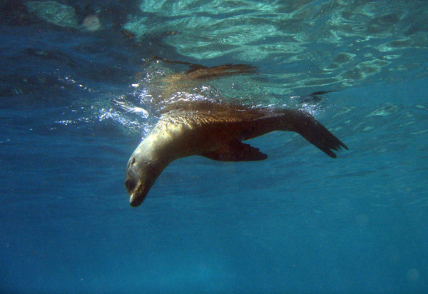A California Sea Lion starts a dive, Los Islotes