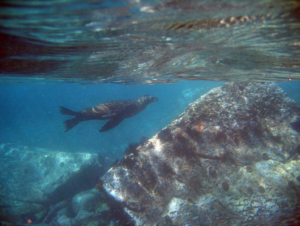 Sea Lion among the rocks off Los Islotes