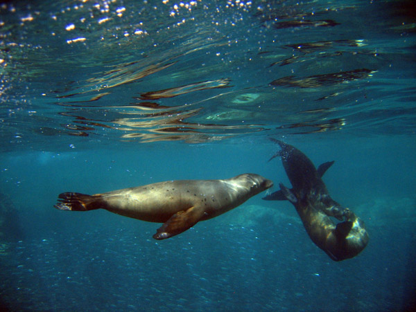 Sea Lions just below the surface, Los Islotes