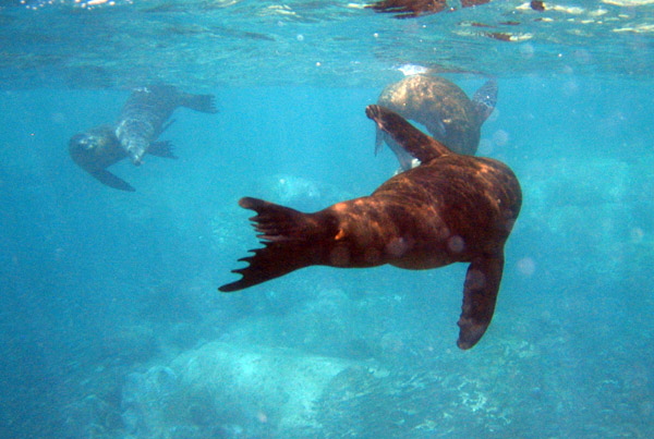 A sea lion makes a rapid banked turn