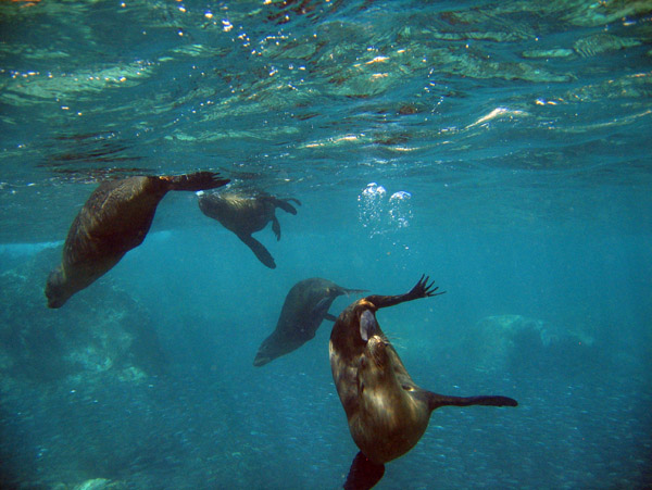 Food for the sea lions is abundant in the rich protected waters at Los Islotes