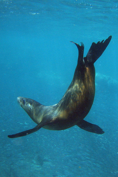 California Sea Lion, Los Islotes