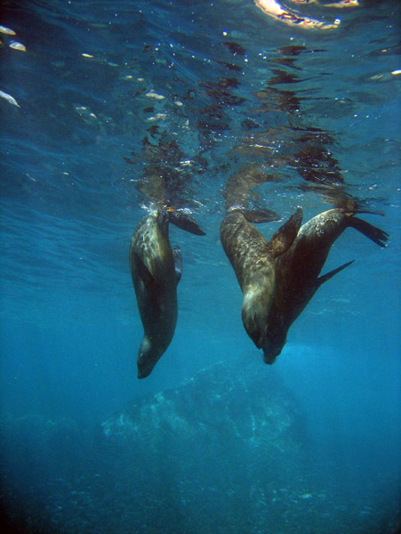 Three sea lions dive in unison 