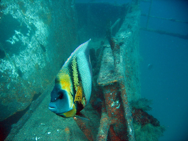 Cortes Angelfish on the wreck of the Fang Ming