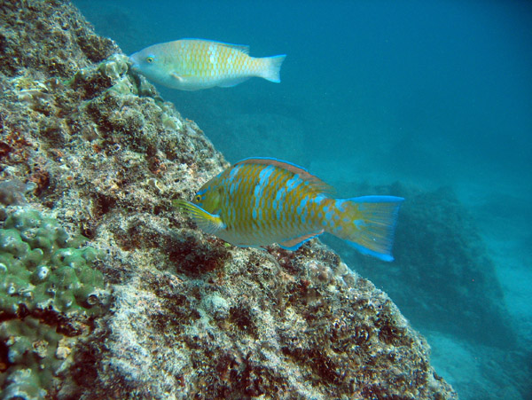 Bluechin Parrotfish, Gulf of California - Isla Espritu Santo, Mexico