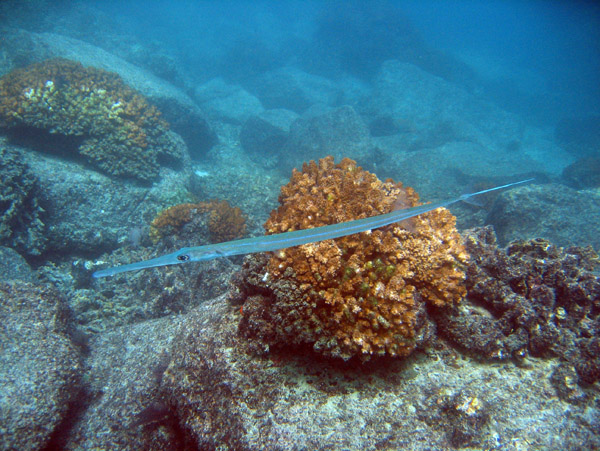 Pipefish - Gulf of California, Isla Espritu Santo