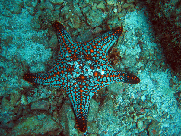 Pentaceraster sea star - Gulf of California