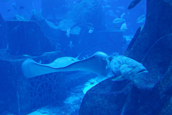 Ray in the Atlantis aquarium