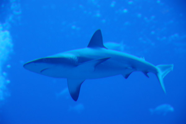 Shark at the Atlantis