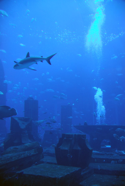 Aquarium - Atlantis, the Palm