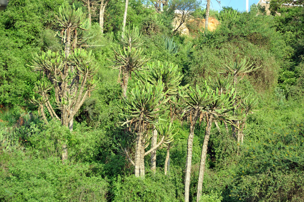 Interesting vegetation beneath the Fortress of São Miguel