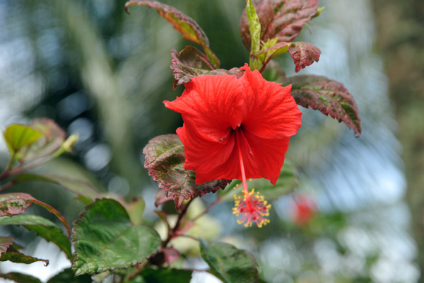 Hibiscus Walk, Taman Botani - Putrajaya Botanical Garden