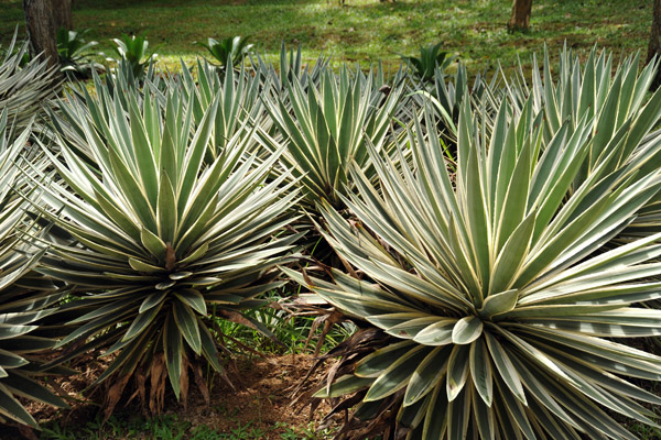 Sword Agave (Agave angustifolia), Putrajaya Botanical Garden