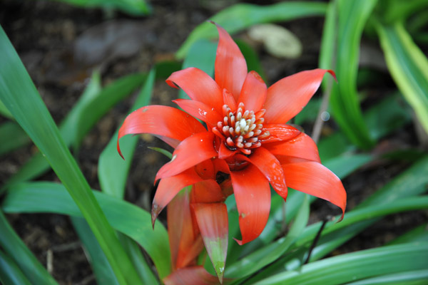 Tropical American Collection, Putrajaya Botanical Garden