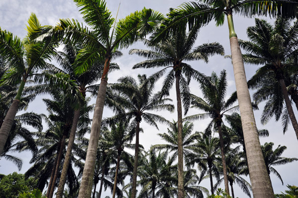 Bukit Palma - Palm Hill, Putrajaya Botanical Garden