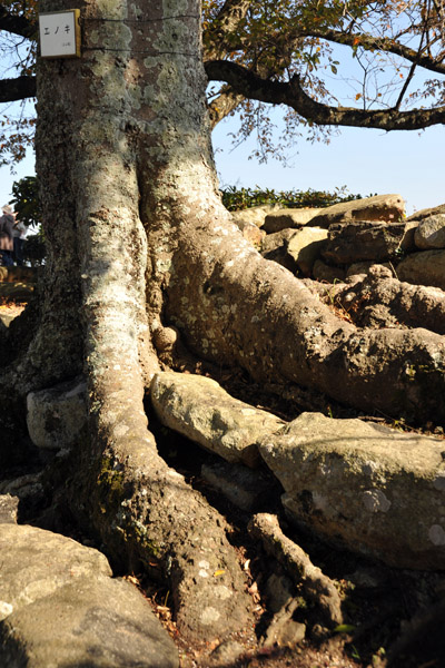 Massive roots of an ancient tree, Hikone Castle