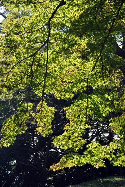Sun illuminating a green Japanese maple