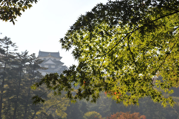 Sun illuminating the green Japanese maple with the tower of Hikone Castle, Gyenkyu-en Garden