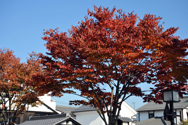 Autumn colors, Hikone