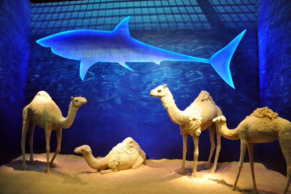 Camels & sharks - Somalia