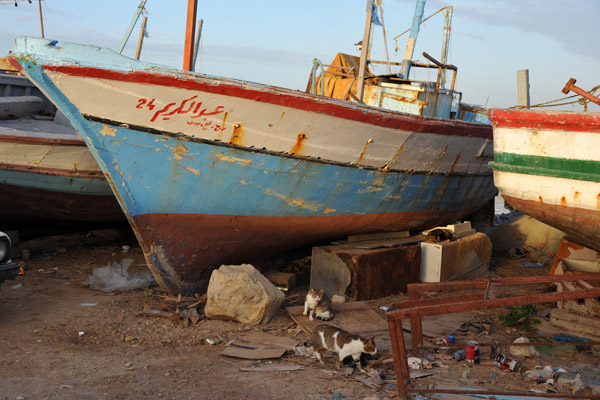 Cats prowl around the fishing boats, Al Khoms harbor