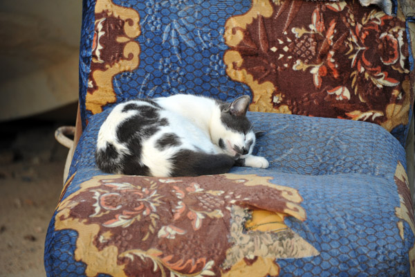 Catnap on an old discarded chair