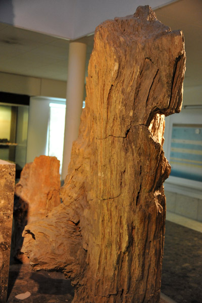 Petrified tree trunk from the Libyan Sahara in the Prehistoric Era gallery